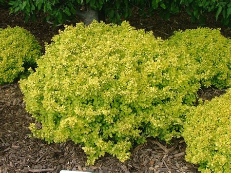 Bonanza Gold Barberry 